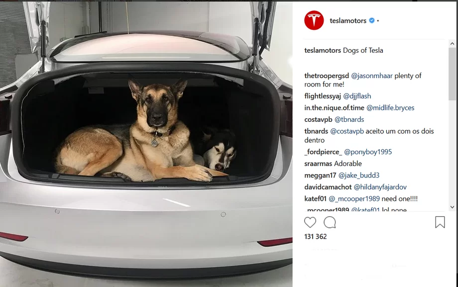 Dog in the trunk 