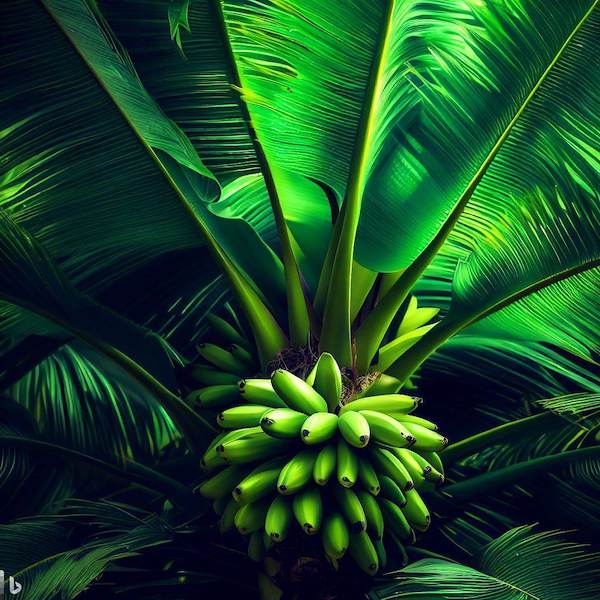 a banana tree by Bing Image Creator