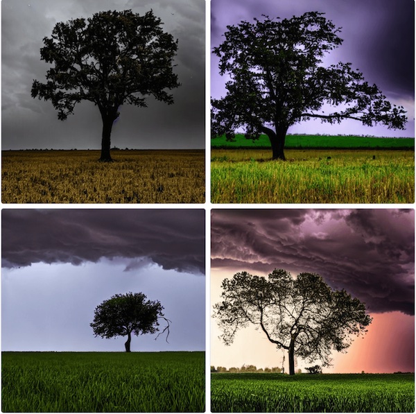 a single tree by Stable Diffusion